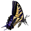 swallowtail icon